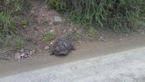 We encountered several very large tortoises.