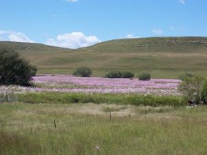 Just outside Harrismith: There are many of these flowers in and around the town.