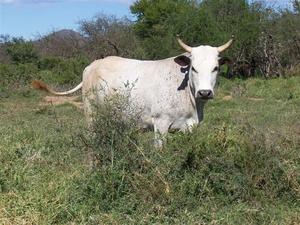 Cattle - 4