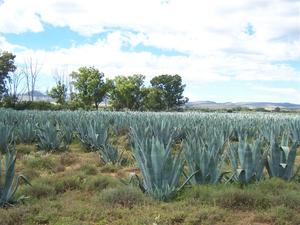 Agave: Julian planted this field of plants 7 or 8 years ago.