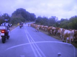 Passing through Nature's Valley: Livestock slowed us down