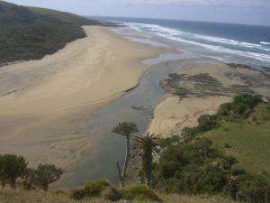 Shixini River Mouth: The cows come down to the beach and cross over to greener pastures