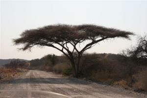 Beautifull Tree on the Tsintsabis Road
