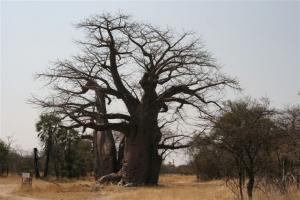 Big Baobab Tree in the Grootfontein District