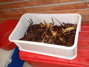 Crayfish harvest
