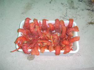 The crayfish, waiting to be eaten