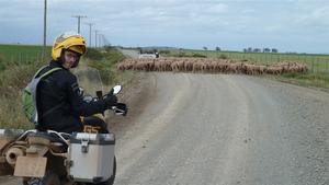 Sheep road block